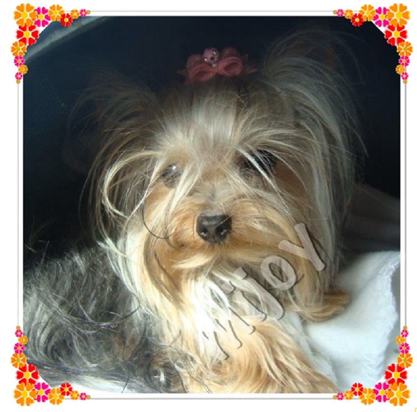 How Much Does A Biewer Yorkie Cost